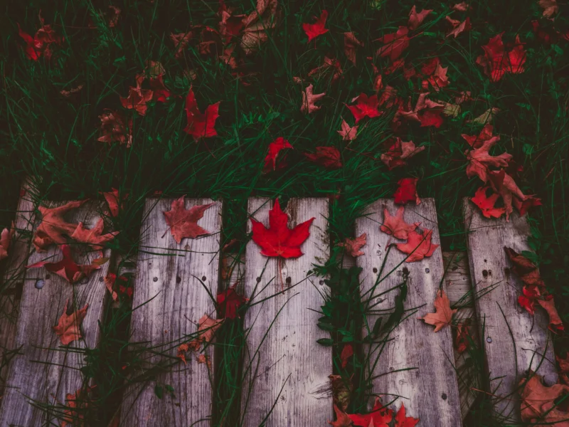 Creative Plan for Canada Day Block Parties