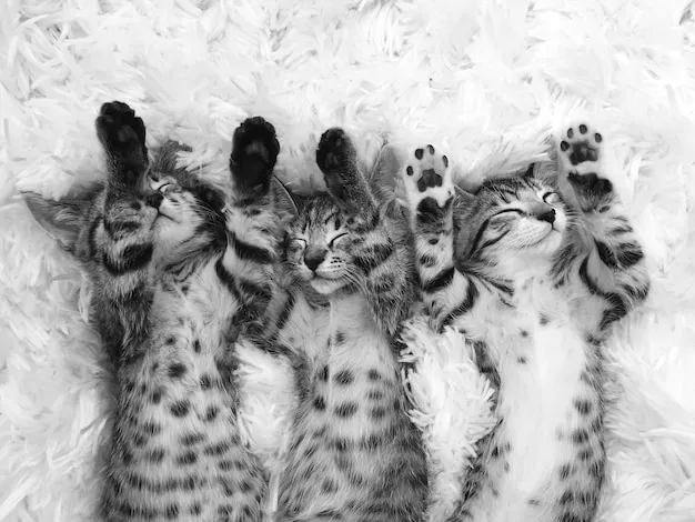 Meetup Magic for Cat Day Bonding