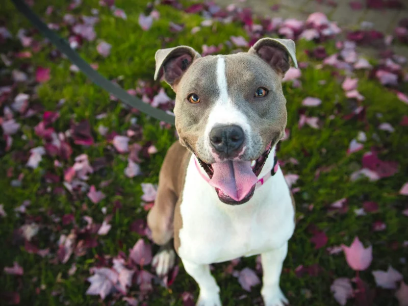 Meetup Magic for Dog Day Bonding